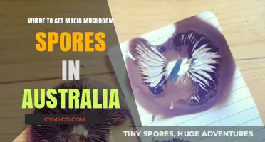 Exploring the Legal Landscape of Magic Mushroom Spores in Australia
