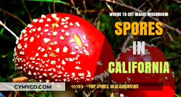 Exploring the Golden State: A Guide to Magic Mushroom Spores in California