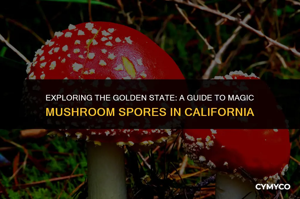 where to get magic mushroom spores in california