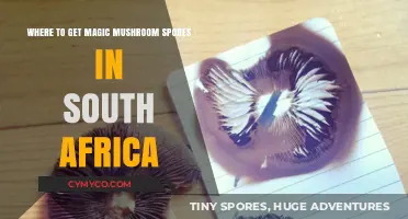 Exploring the Best Sources for Magic Mushroom Spores in South Africa