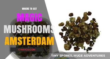 Exploring Amsterdam: Your Guide to Finding Magic Mushrooms