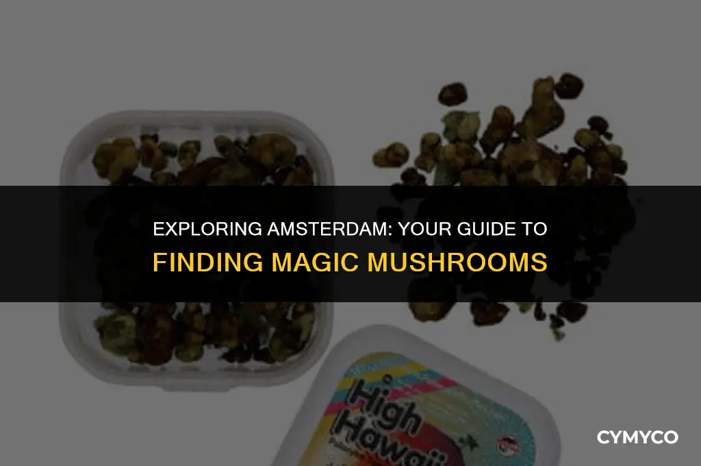where to get magic mushrooms amsterdam