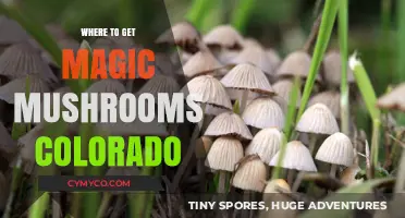 Exploring the Best Spots for Magic Mushrooms in Colorado