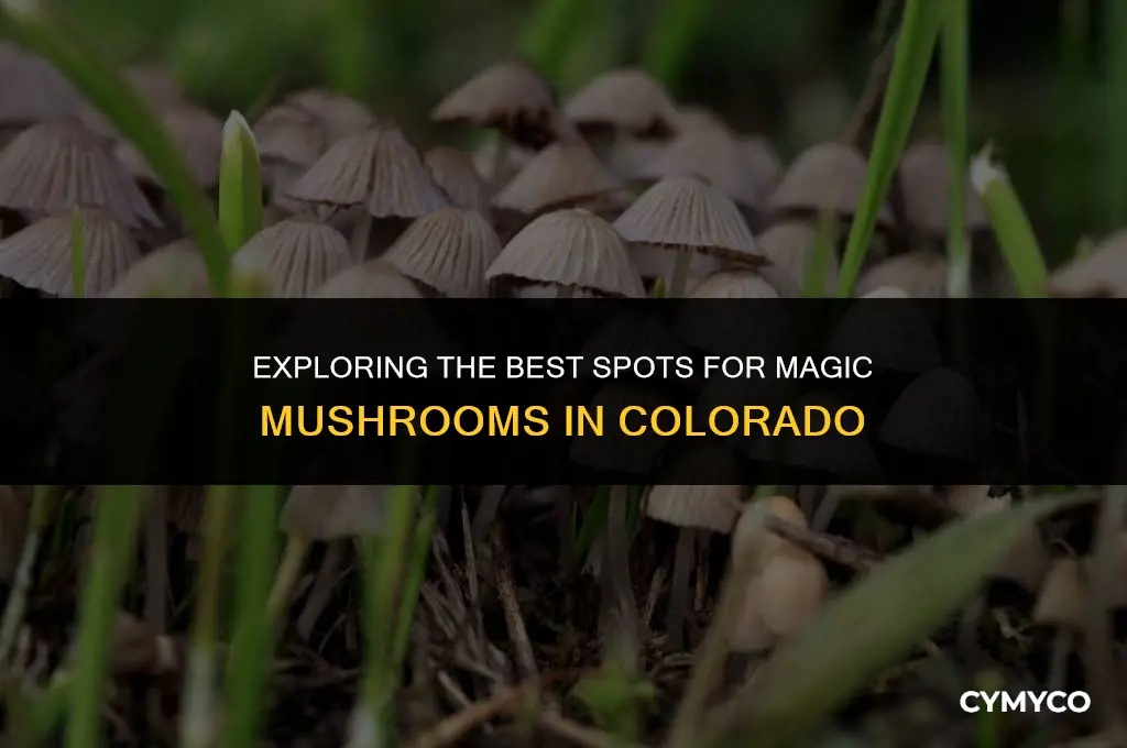 where to get magic mushrooms colorado