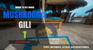 Exploring Gili T: Your Guide to Finding Magic Mushrooms Safely
