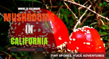 Exploring the Golden State: A Guide to Magic Mushrooms in California