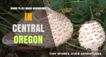 Exploring Central Oregon: A Guide to Finding Magic Mushrooms