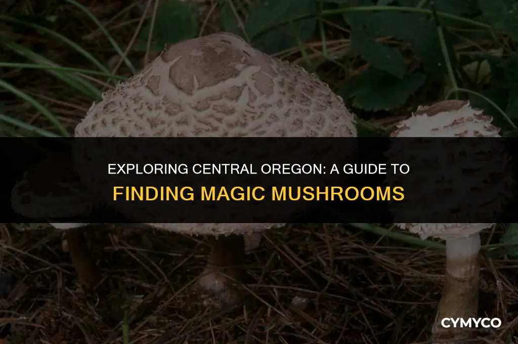where to get magic mushrooms in central oregon
