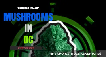 Exploring the Capital: A Guide to Finding Magic Mushrooms in DC