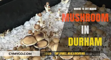 Exploring Durham: A Guide to Finding Magic Mushrooms Locally