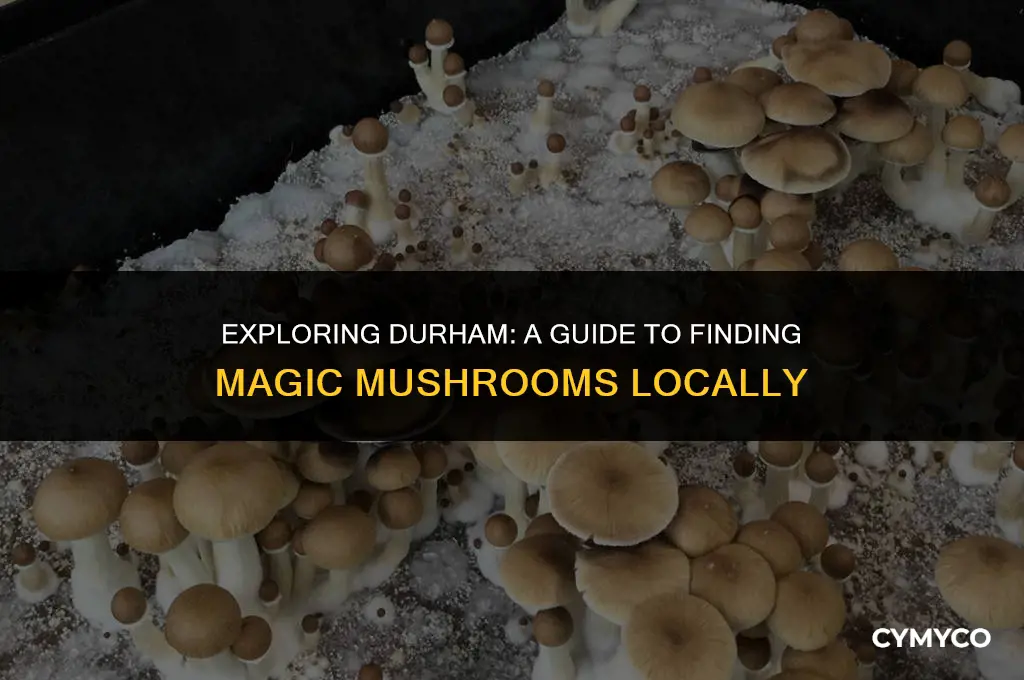 where to get magic mushrooms in durham