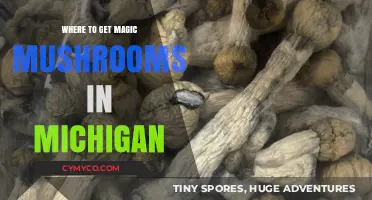 Exploring the Enchanted: A Guide to Magic Mushrooms in Michigan