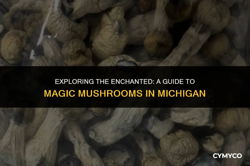 where to get magic mushrooms in michigan