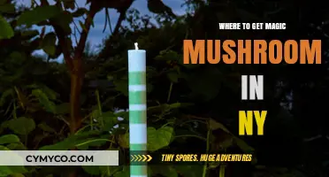 Exploring the Enchanted: A Guide to Magic Mushrooms in New York