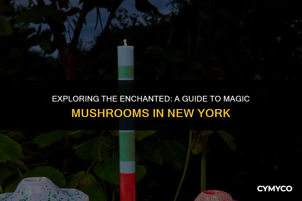 where to get magic mushrooms in ny