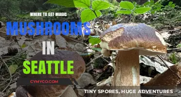 Exploring Seattle: A Guide to Finding Magic Mushrooms Locally