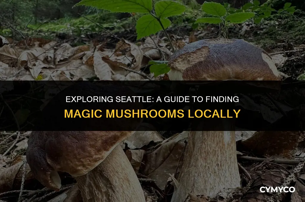 where to get magic mushrooms in seattle