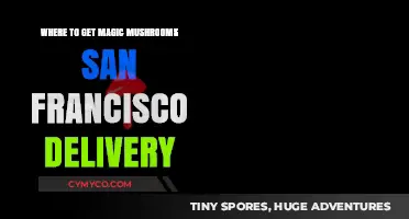 Exploring San Francisco's Magic Mushroom Delivery Scene: A Guide
