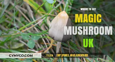 Exploring the UK's Best Spots for Magic Mushrooms: A Comprehensive Guide