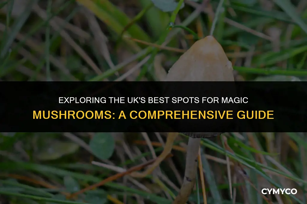 where to get magic mushrooms uk