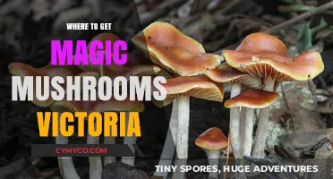 Exploring the Best Spots for Magic Mushrooms in Victoria