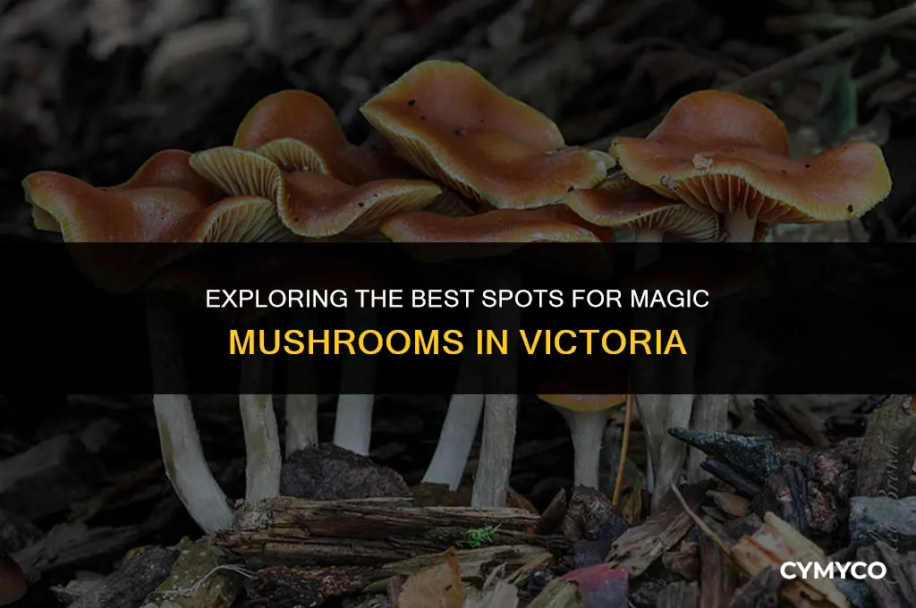 where to get magic mushrooms victoria