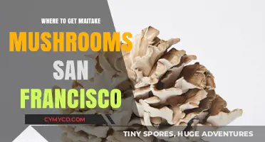Exploring San Francisco's Best Spots for Maitake Mushrooms