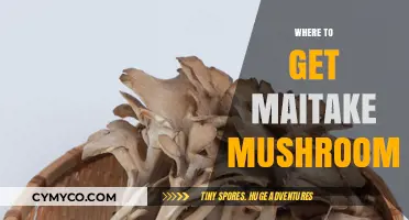 Exploring the Best Sources for Maitake Mushrooms: A Comprehensive Guide