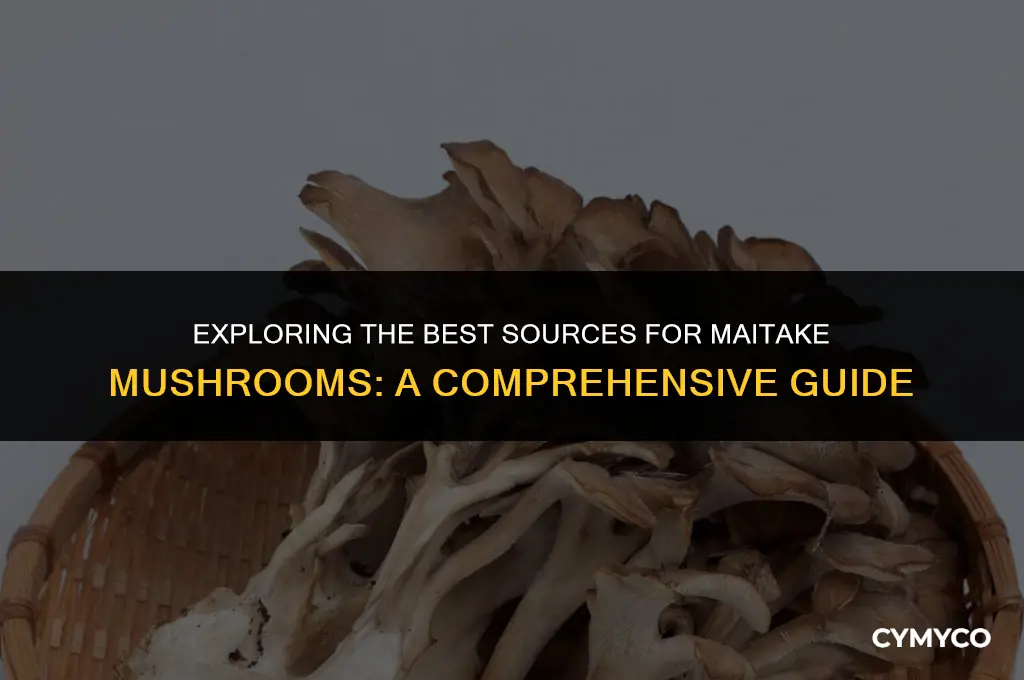 where to get maitake mushrooms
