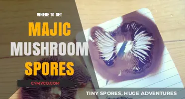 Exploring the Best Sources for Magic Mushroom Spores Online