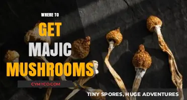 Exploring the Best Sources for Magic Mushrooms: A Comprehensive Guide