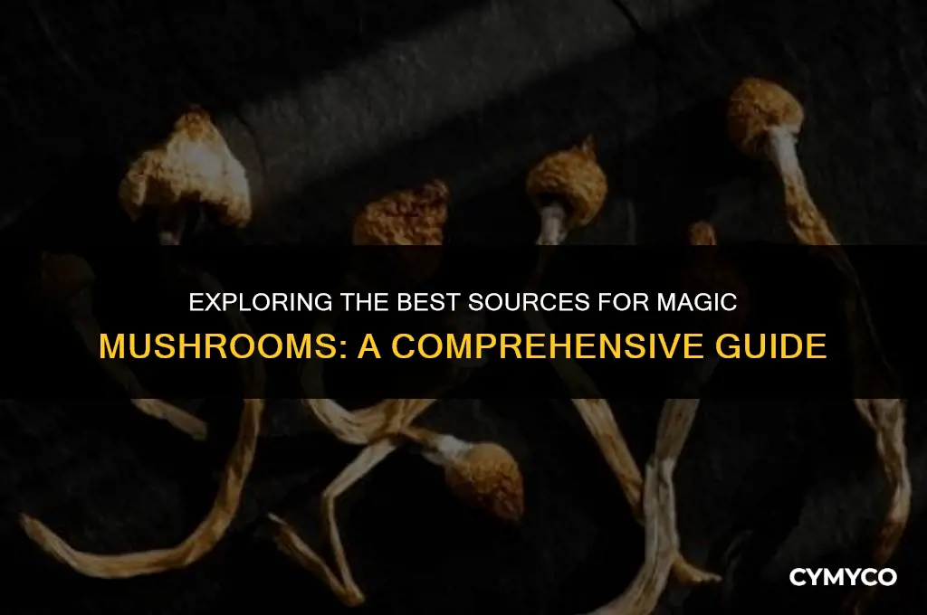 where to get majic mushrooms