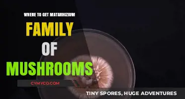 Exploring the Best Sources for Matarhizium Mushrooms: A Comprehensive Guide