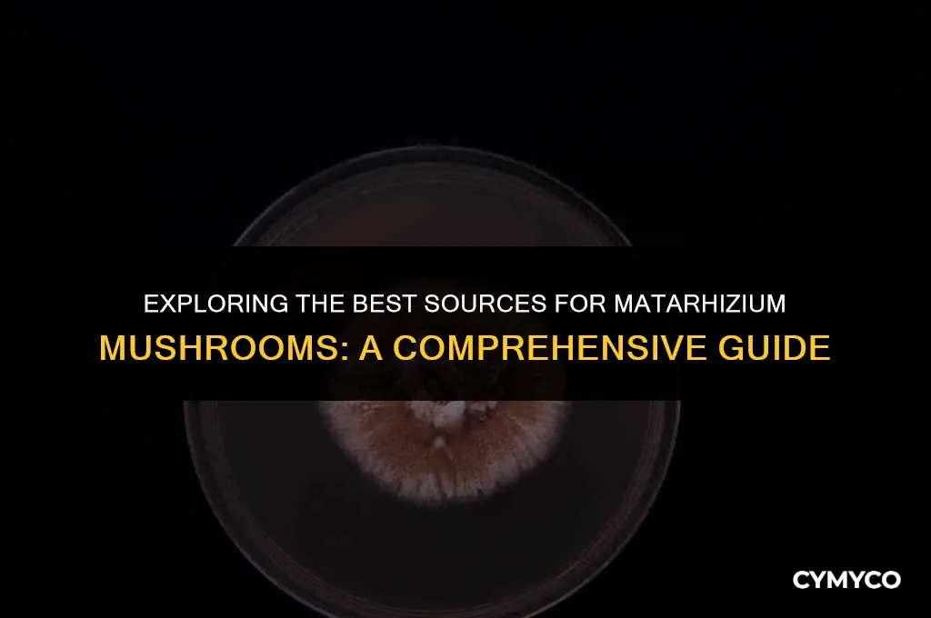 where to get matarhizium family of mushrooms
