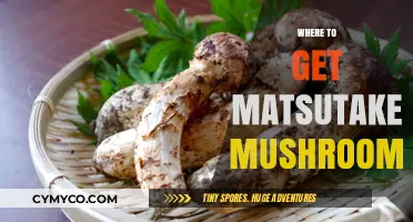Discovering Matsutake Mushrooms: A Guide to Their Best Sources