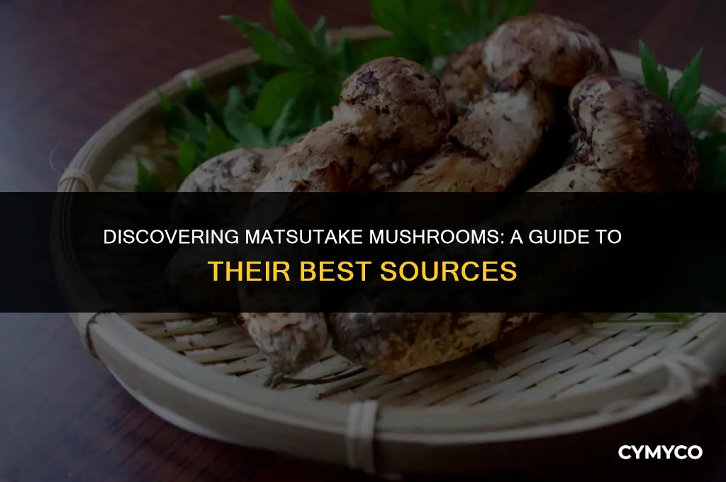 where to get matsutake mushrooms