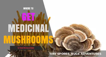 Exploring Nature's Pharmacy: Where to Find Medicinal Mushrooms Safely