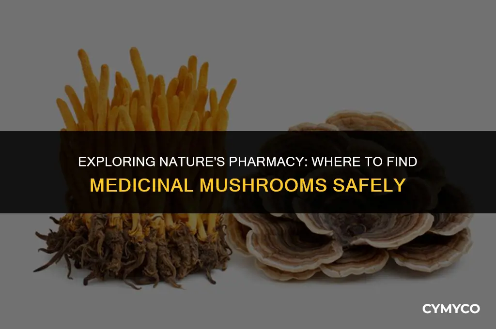 where to get medicinal mushrooms