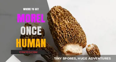 Exploring the Best Sources for Morel Mushrooms: A Comprehensive Guide