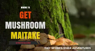 Exploring Nature's Bounty: Where to Find Maitake Mushrooms