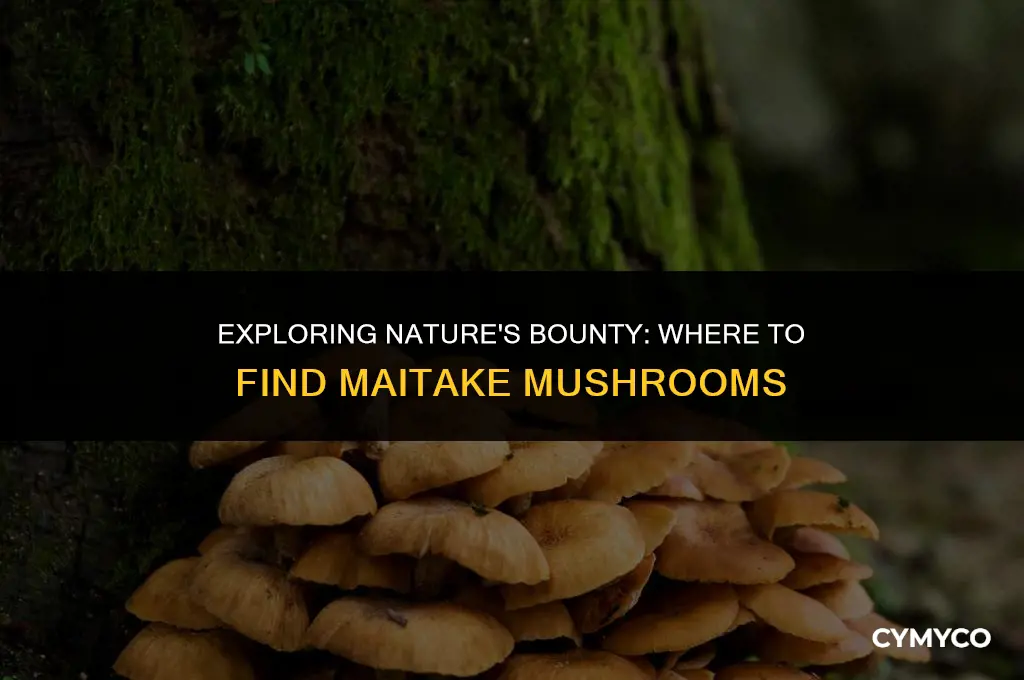 where to get mushroom maitake