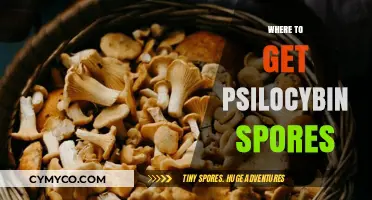 Exploring Legal Psilocybin Spores: A Guide to Safe Sources