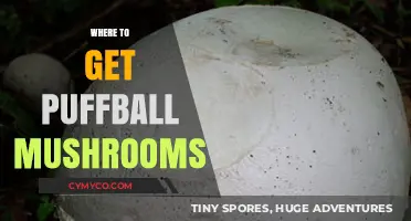 Exploring Nature's Bounty: Where to Find Puffball Mushrooms