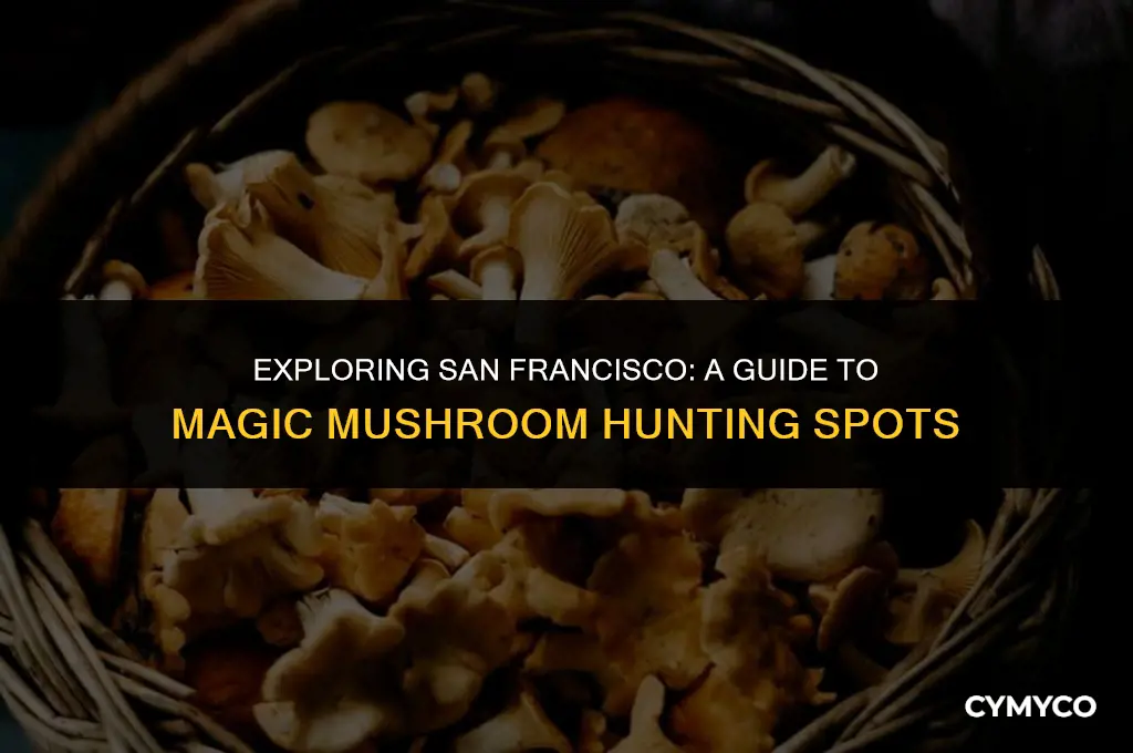 where to hunt for magic mushrooms san fransico