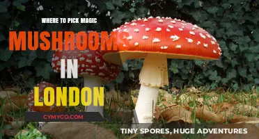 Exploring London's Hidden Gems: A Guide to Magic Mushroom Foraging
