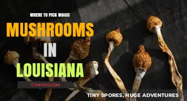 Exploring Louisiana: A Guide to Magic Mushroom Foraging Spots