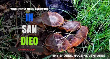 Exploring San Diego's Hidden Gems: A Guide to Magic Mushroom Foraging
