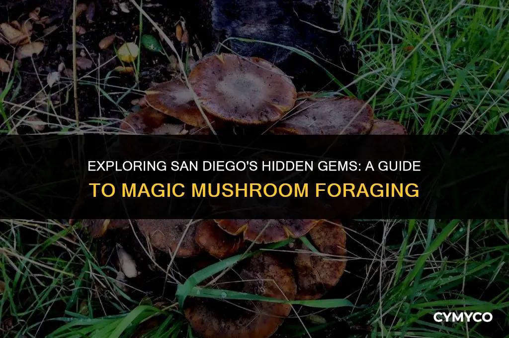 where to pick magic mushrooms in san dieo