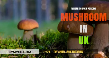 Exploring the UK's Best Spots for Porcini Mushroom Picking