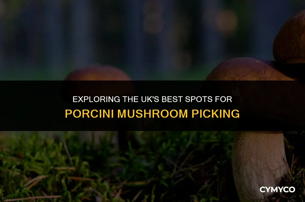 where to pick porcini mushrooms in uk
